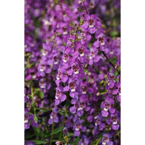 Burpee recommends annual flowers that are perfect for growing in containers, pots, and hanging baskets. Costa Farms 1 Qt. Purple Angelonia Flowers in Grower Pot ...