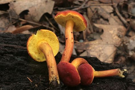 Boletus Campestris The Ultimate Mushroom Guide