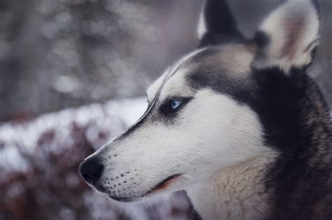 Free Images Snow Winter Animal Canine Fur Vertebrate Dog Breed