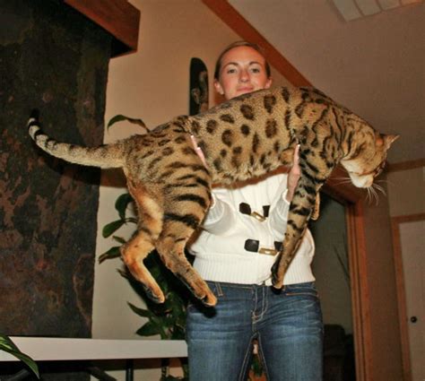 Savannah in cats & kittens for rehoming in ontario. Kalossal - 9.5% Serval | Select Exotics - Savannah Cats