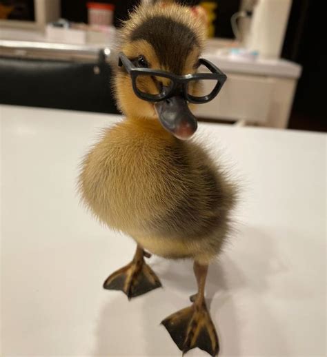 41 Strange On Twitter Cute Ducklings Baby Animals Funny Baby
