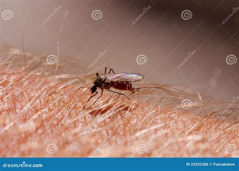 Mosquito Biting Human Stock Photo Image Of Bite Itchy 25552386