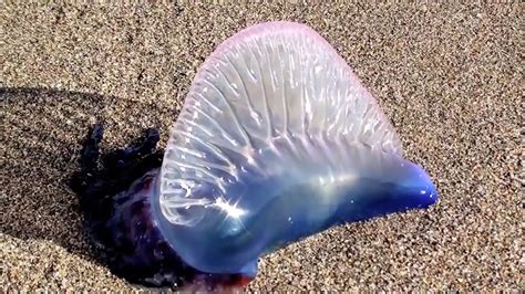 Jellyfish Deadly Or Dangerous Youtube