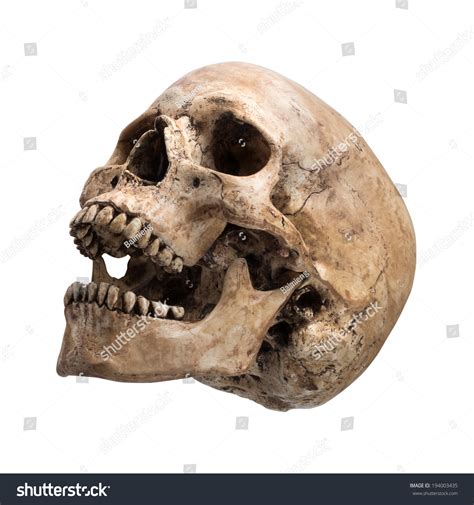 left-side-view-human-skull-open-stock-photo-194003435