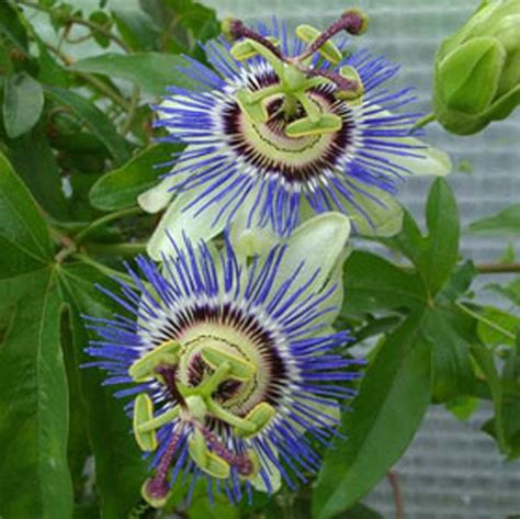 Blue Passion Flower Passiflora Caerulea Pack Of 50 Seeds Seed Packets