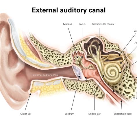 Ear Nose And Throat Connection Diagram Wiring Diagram