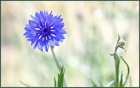 Blue Style Cornflowers Blooming Like Crazy Tdlucas5000 Flickr