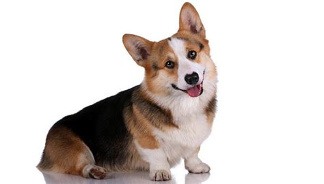Best known for being the queen of britain's favorite animals, corgis have captured the hearts of many. Best Dog Food for Corgis: How and What To Feed Corgis?