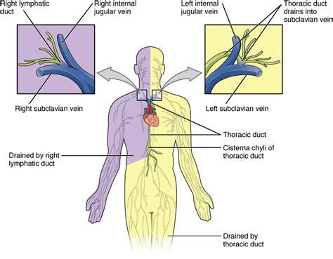 Lymphatic Drainage Of Thorax