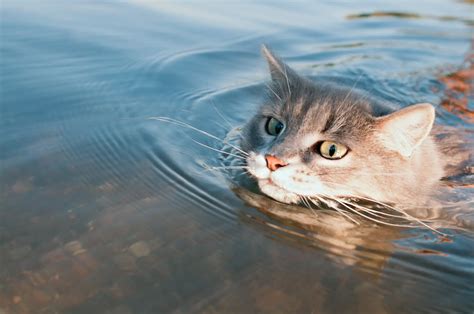 Cat Breeds That Love Water A Guide To Aquatic Felines