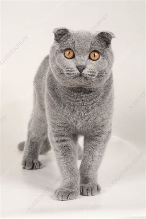 Adult Male Blue Scottish Fold Cat Stock Image C0520397 Science