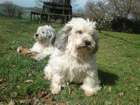 The current median price for all parson russell terriers sold is $1,475.00. Wilf the PON discovers France.: Shaggy dog.