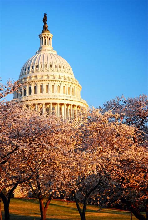 Cherry Blossoms Around The United States Capitol Building Stock Photo
