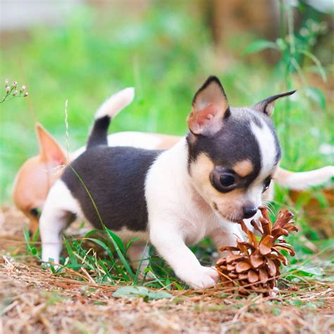 Cute Black And White Chihuahua Puppy Pets Lovers