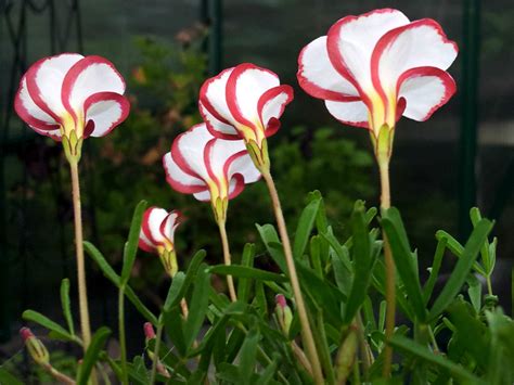 Oxalis Versicolor Candy Cane Sorrel World Of Flowering Plants