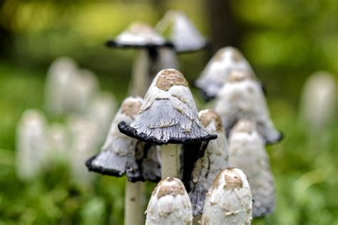 Wild Mushrooms 101 New Earth Blog