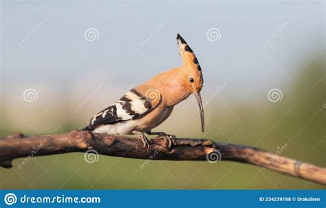 Hoopoe Sings Sitting On A Branch Stock Photo Image Of Small White