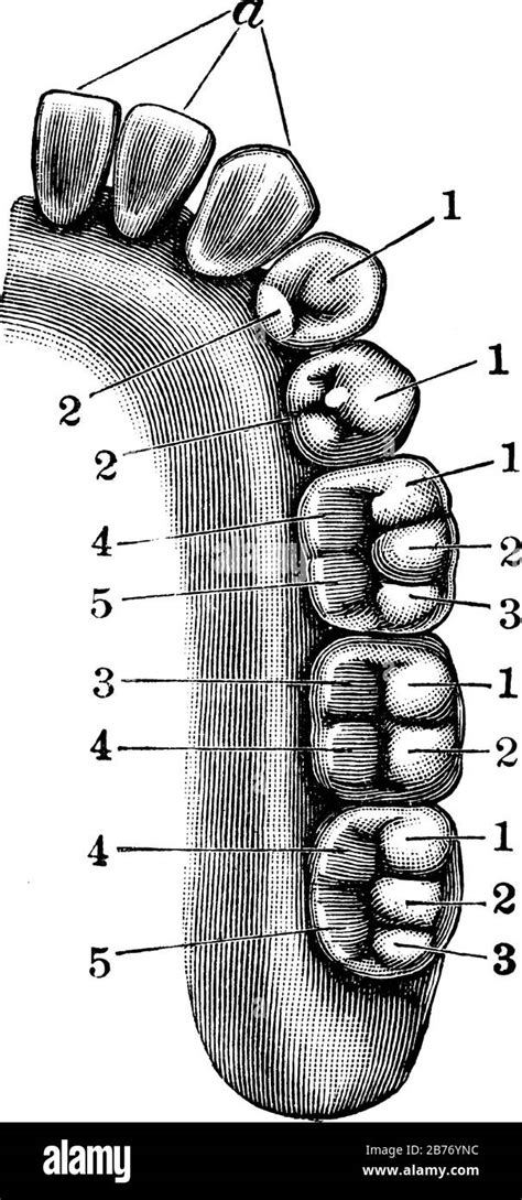 Lower Jaw With Different Types Of Teeth Vintage Line Drawing Or