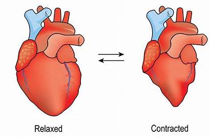 Diastole Heart Human Systole Sistole Diastol Simple