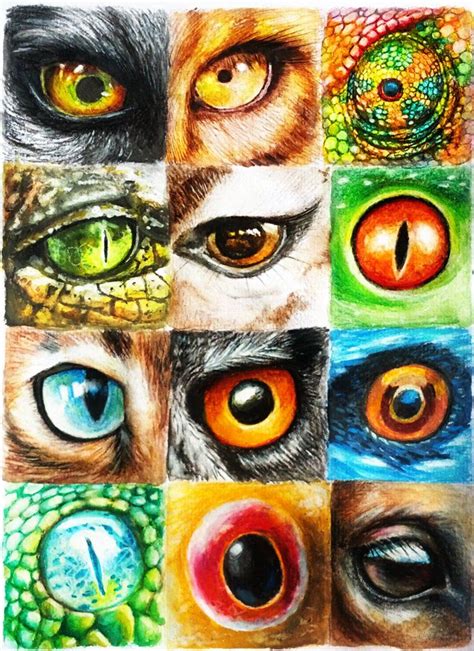Animal Eyes By Cortoony On Deviantart In 2023 Eyeball Art Animal Art