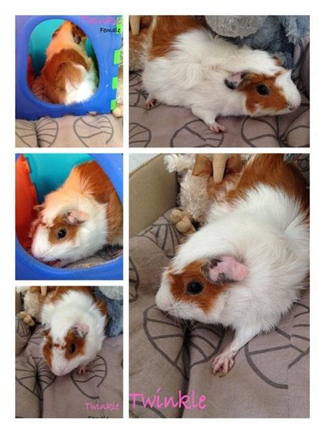 Guinea Pig Small And Furry For Adoption 10 Years 9 Months Twinkle From