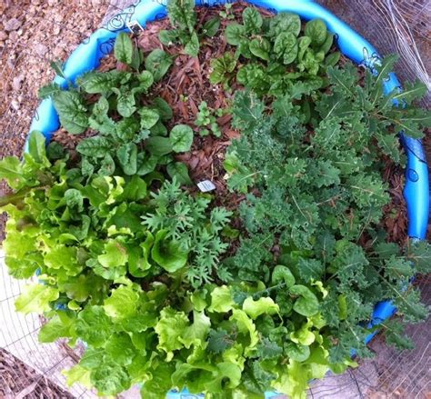Grow Salad Fresh From Your Own Container Garden Easily Grown Garden