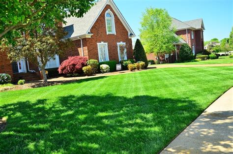 Fresh Cut Grass Smell Is Your Lawns Shriek Of Despair Science Says