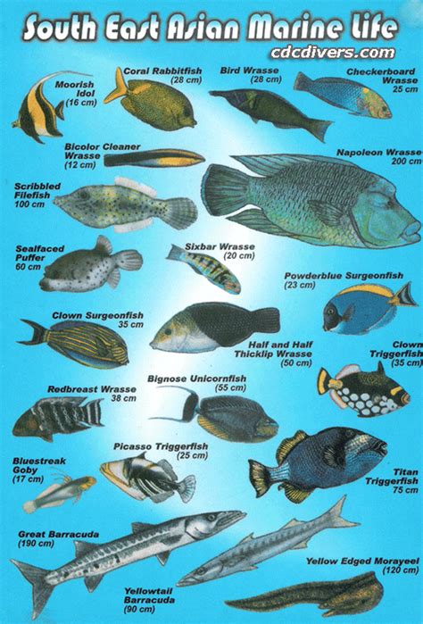Click To Enlarge Fish Chart Marine Fish Sea Fish
