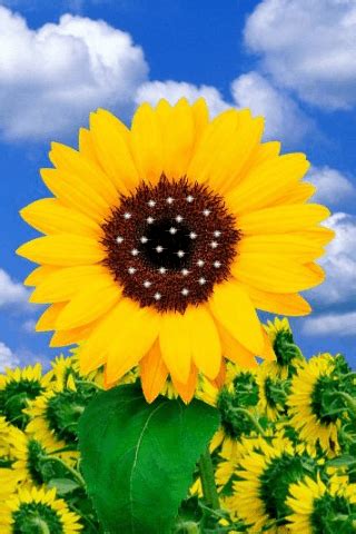 Dinding buah keras, kadangkala mengayu, tidak berlekatan dengan kulit biji. Gambar Gif Bunga Matahari - Gambar Bunga HD
