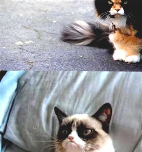Grumpy Cat Angry Cat Meme