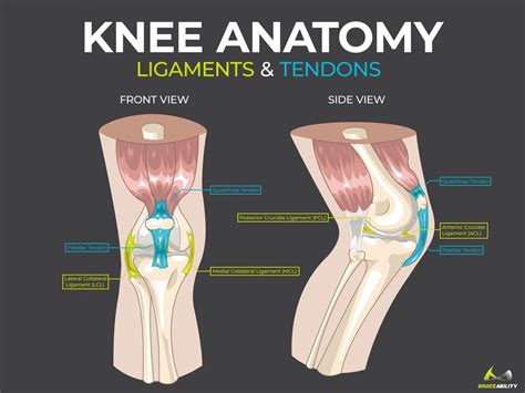 Each muscle is connected to the corresponding bones to be moved via tendons. Pain Behind Knee | Why it Hurts in Back of or Under your ...