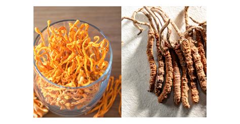 CORDYCEPS DE GEZONDHEIDSVOORDELEN OP EEN RIJ KOOP CORDYCEPS ONLINE