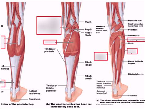 Anps Muscles Of Posterior Compartment Of The Leg Diagram Quizlet