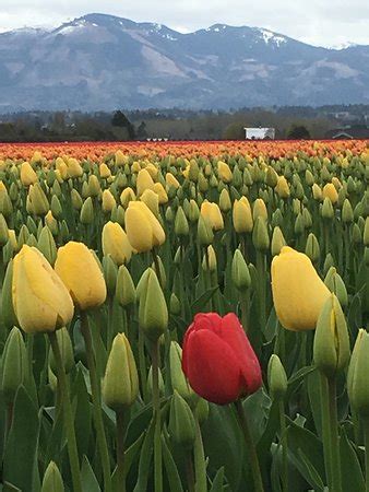 38th annual skagit valley tulip festival! Skagit Valley Tulip Festival (Mount Vernon) - 2021 All You ...