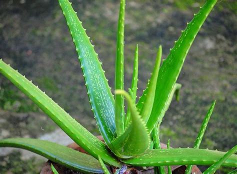 Macam majas adalah gaya bahasa yang akan digunakan dengan penulis yang bisa menyampaikan sebuah pesan secara imajinatif dan kias. Jual Tanaman Lidah Buaya Aloe Vera di lapak Grosir Tanaman ...