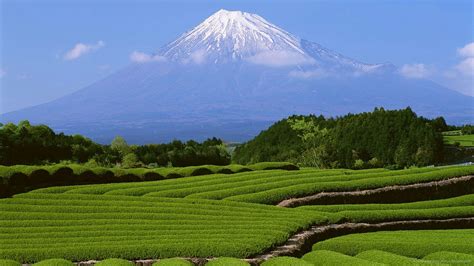 Mt Fuji And Green Tea Field Fuji City Tea Plantation