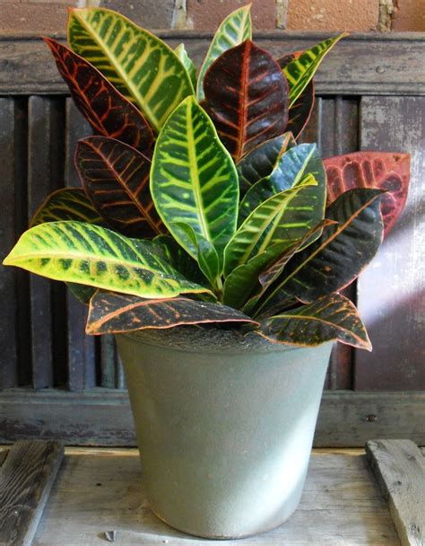 Tropical Indoor House Plants Pictures Easy Indoor Tropicals