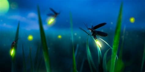 Bioluminescent Animals 11 Incredible Glowing Species⚡