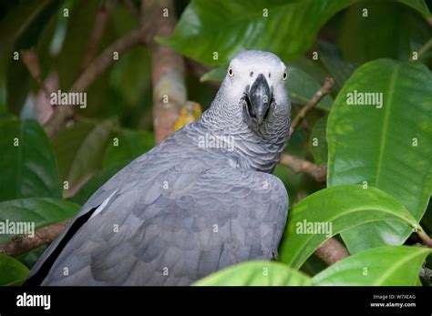 Wild African Grey Parrot Psittacus Erithacus Caught By Local Bantu