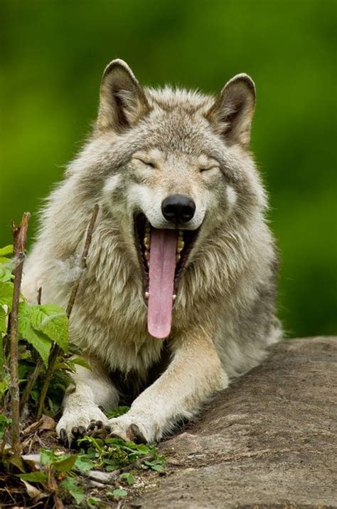 40 Majestic Gray Wolf Pictures Tail And Fur