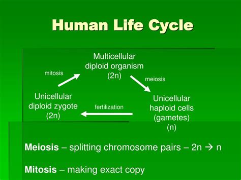Ppt Human Life Cycle Powerpoint Presentation Free Download Id164364