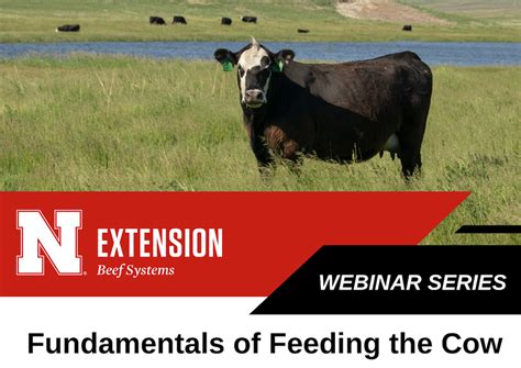 Webinar Series Fundamentals Of Feeding The Cow Unl Beef