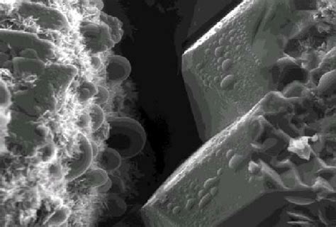 Environmental Scanning Electron Microscope Esem Image Of Water