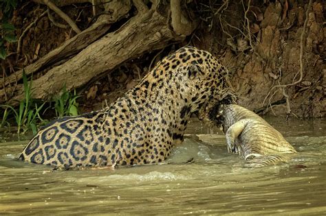 Jaguar Hunt Succeeds Photograph By Steven Upton Fine Art America