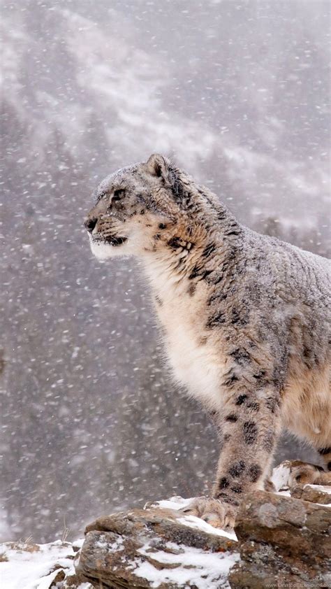 Snow Leopard Wallpapers Top Free Snow Leopard Backgrounds
