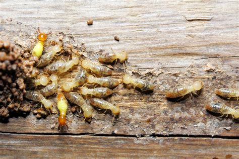 Termite Prevention Protect Your Home Today Hometeam Pest Defense