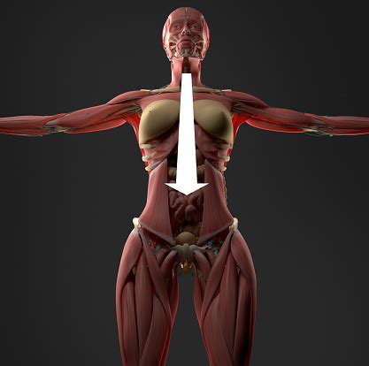 The abdomen is the front part of the abdominal segment of the trunk. Digestion Or Indigestion Shown On Female Abdomen Anatomy Model Stock Photo - Download Image Now ...