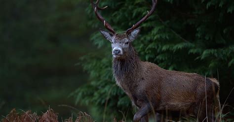 Deer Rutting Glen Etive Scotland Daily Record