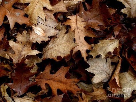 Forest Floor Autumn Brown Photograph By Angie Rea Fine Art America