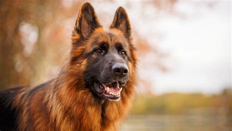 Liver German Shepherds Full Brown Everything To Know